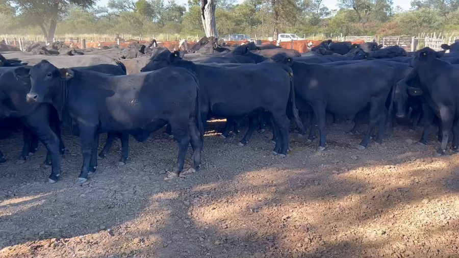 Lote 160 Vaquillonas P/ entorar en Los Pirpintos, Santiago del Estero