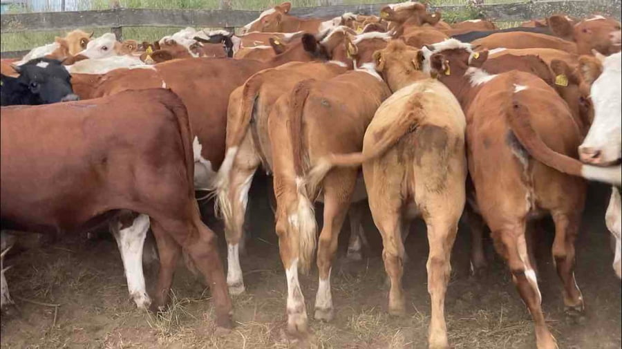 Lote 61 Vaquilla Engorda en Río Negro, X Región Los Lagos