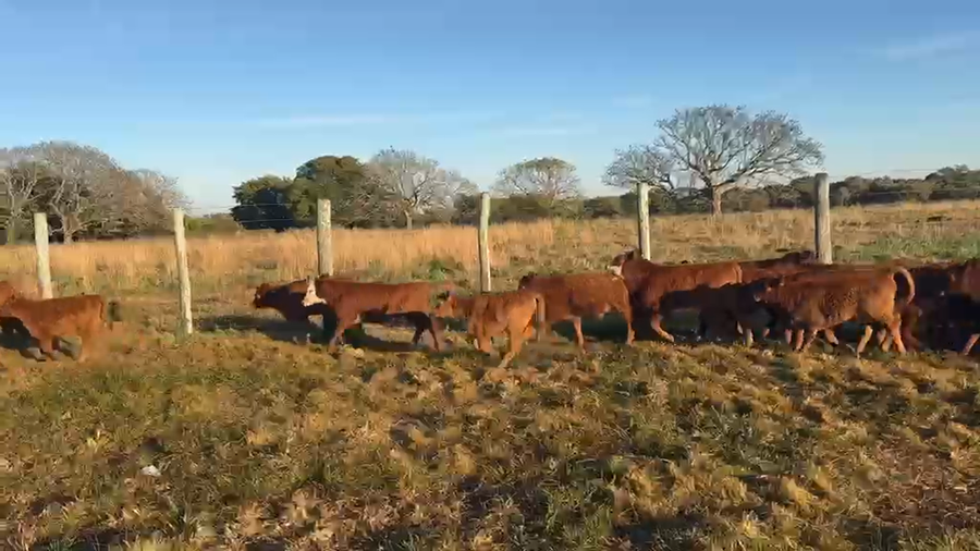 Lote 100 Terneros a término en Corrientes, Goya