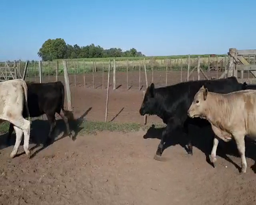 Lote 20 Terneros/as en Gral. Lamadrid, Buenos Aires