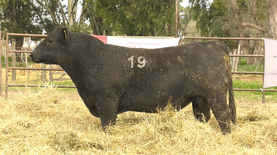 Lote TOROS ANGUS NEGROS  PC