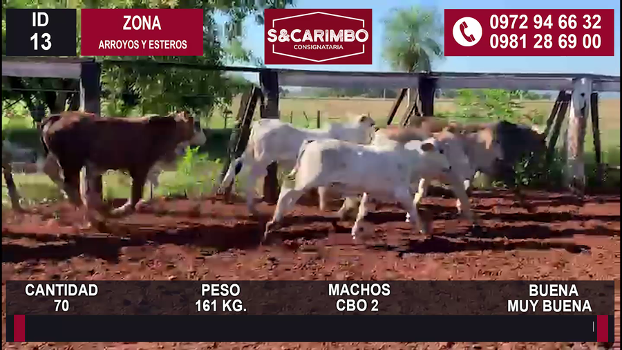 Lote 70 Machos CBO2