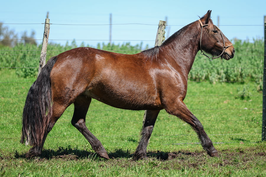 Lote SANTA INES PEDRITA