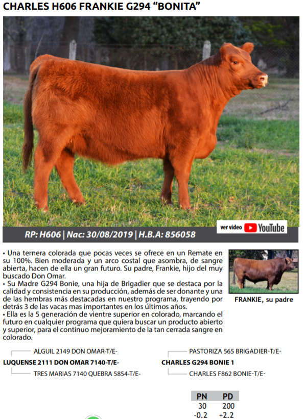 Lote TERNERAS PEDRIGREE