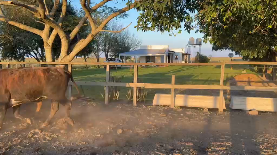 Lote 26 Vacas p/ invernar