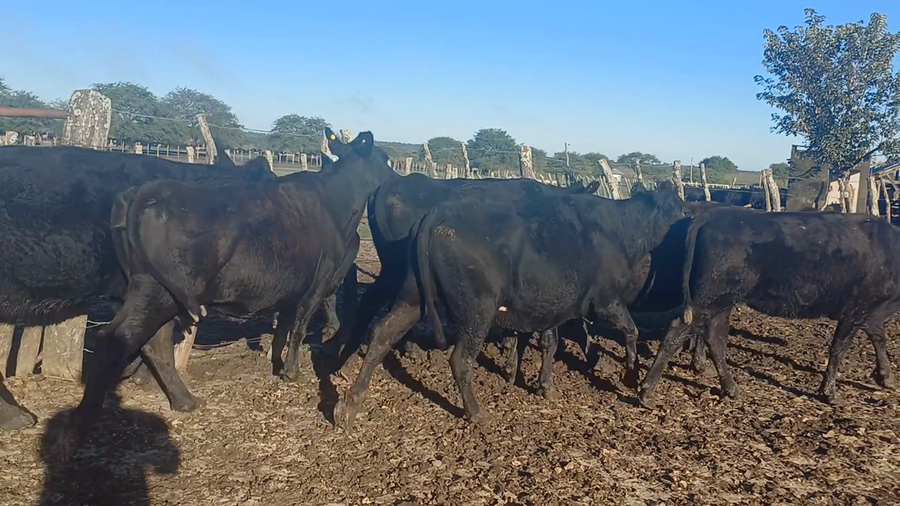 Lote 5 Vacas p/ invernar