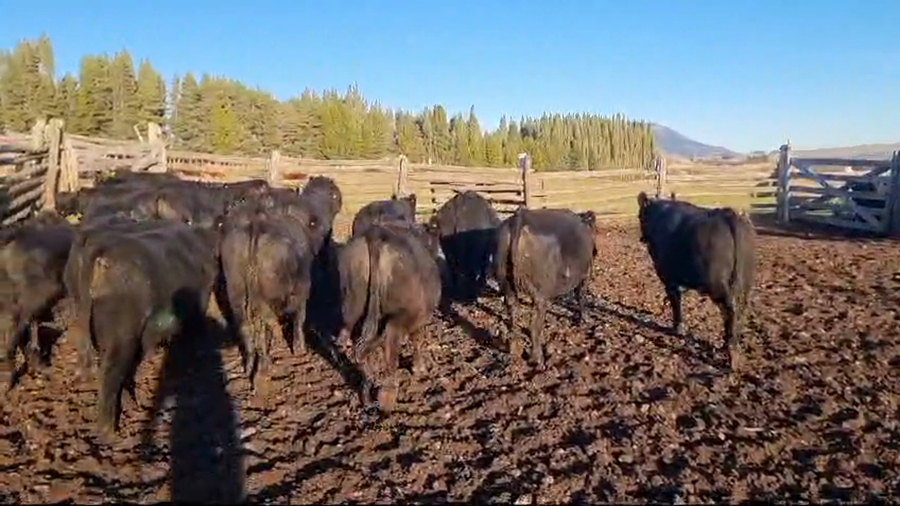 Lote 25 Novillo Engorda en Coyhaique, XI Región Aysén