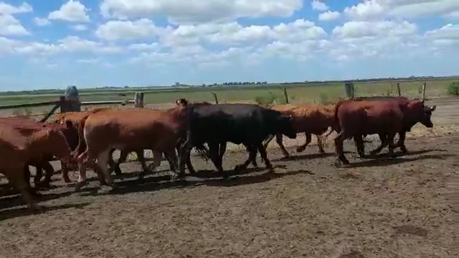 Lote 226 Novillitos en Villaguay, Entre Ríos