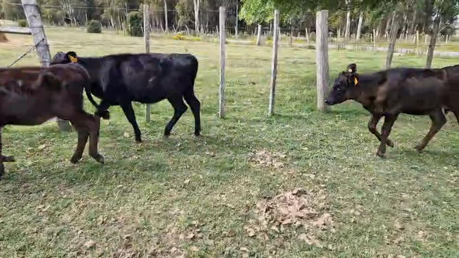 Lote 7 Terneros a remate en Pantalla Camy, San José