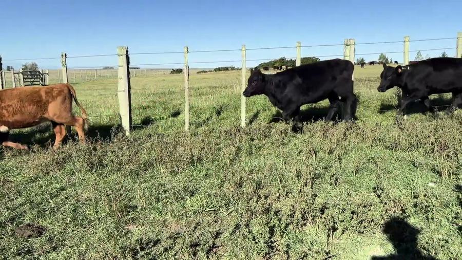 Lote VAQUILLONAS 1 A 2 AÑOS