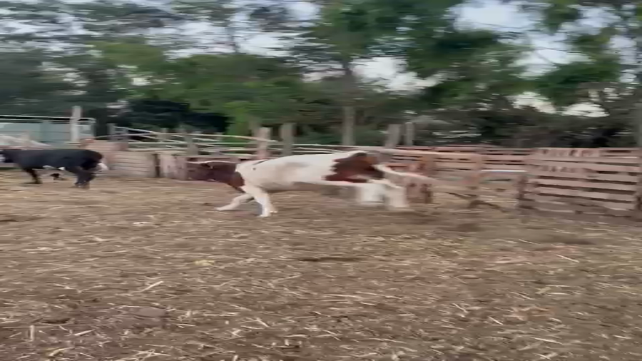 Lote 15 Novillo Engorda en Putaendo, V  Región Valparaíso