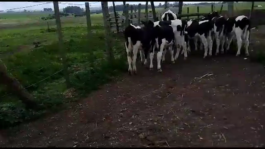 Lote 10 Terneros Holando a remate en Aniversario 115 Años - Camy 110kg -  en San Gregorio