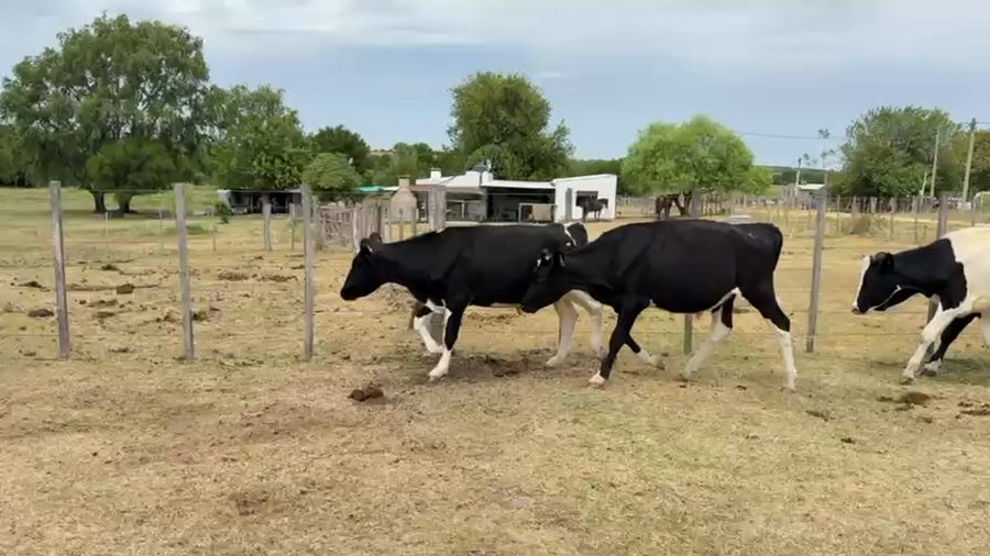 Lote NOVILLOS 1 a 2 AÑOS