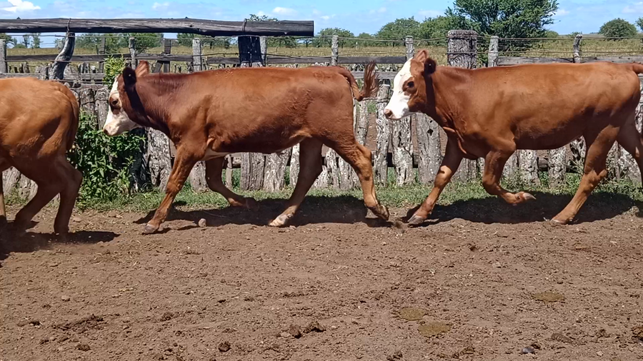 Lote 10 Novillitos en Corrientes, Monte Caseros