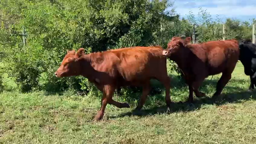 Lote 27 Terneros/as en Magdalena, Buenos Aires