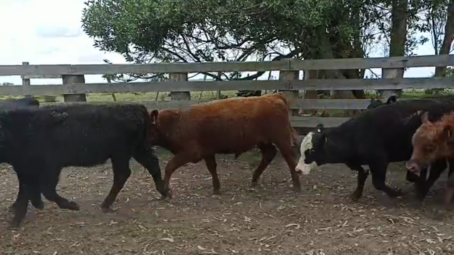 Lote 61 Terneros en Castillos, Rocha