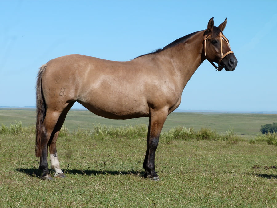 Lote Percanta Salpay