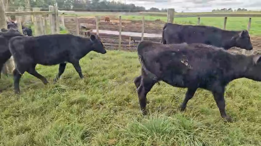 Lote 28 Terneras a remate en Pantalla Camy, San José