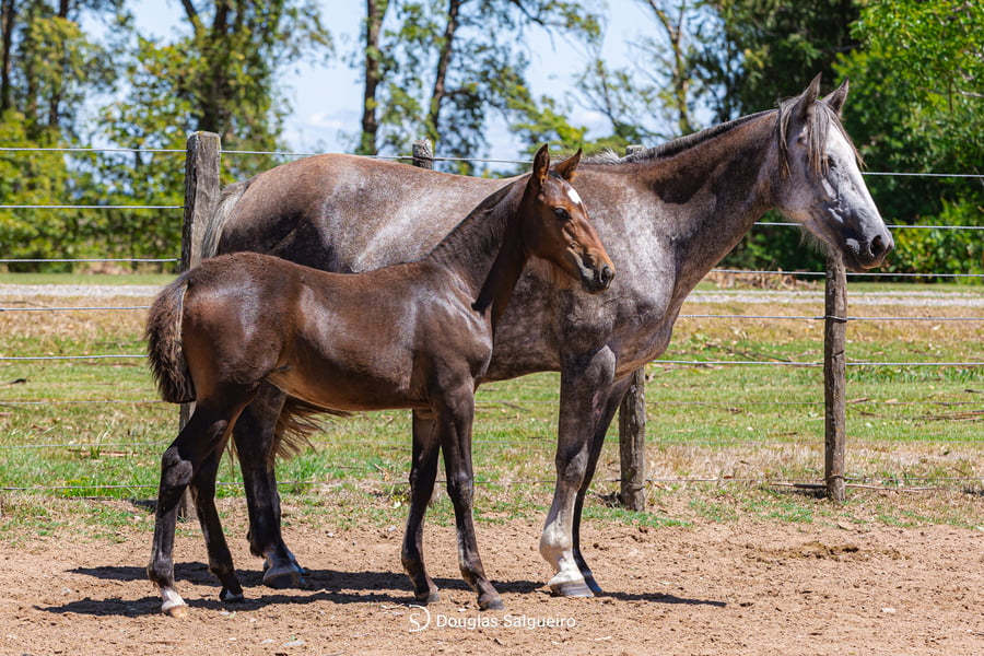 Lote MIRANDA DE LA COLINA