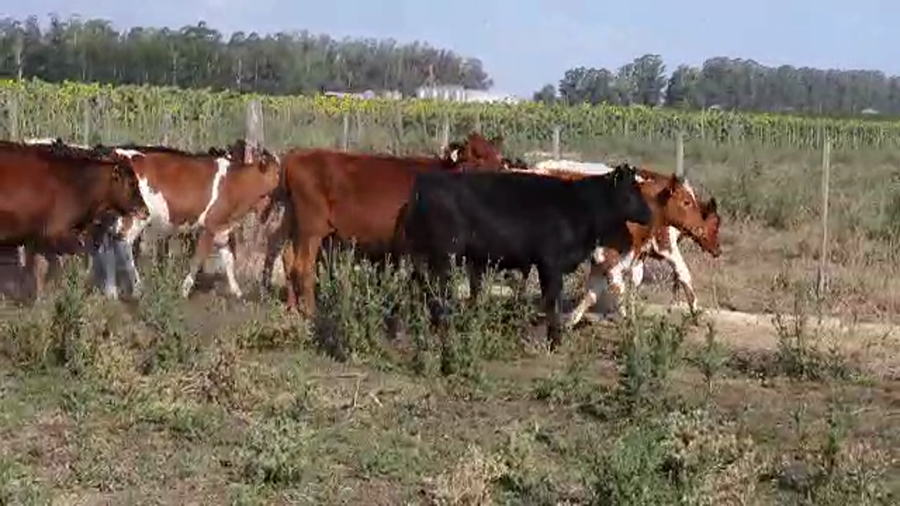 Lote 75 Terneros en Tandil, Buenos Aires