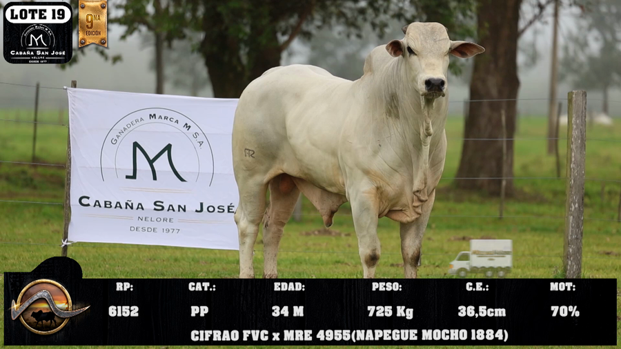 Lote LOTE 19