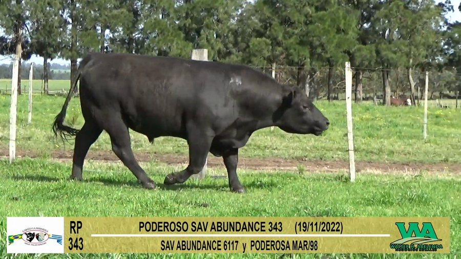 Lote Toros PI / PO / PC Angus a remate en Cabaña La Poderosa, Florida