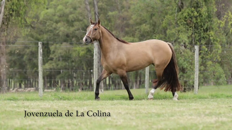 Lote JOVENZUELA DE LA COLINA R.P 192