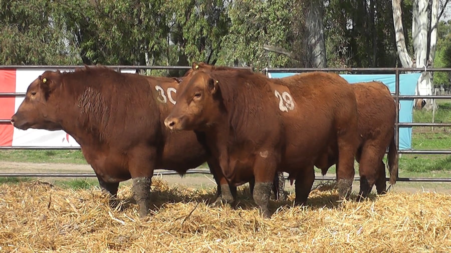 Lote TOROS ANGUS COLORADOS PC