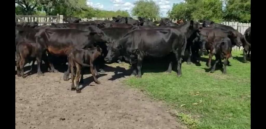 Lote 25 Vacas en Villaguay, Entre Ríos