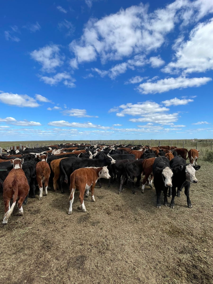 Lote 70 TERNEROS/AS, 180KG, OLAVARRIA, HEREFORD Y CARETA