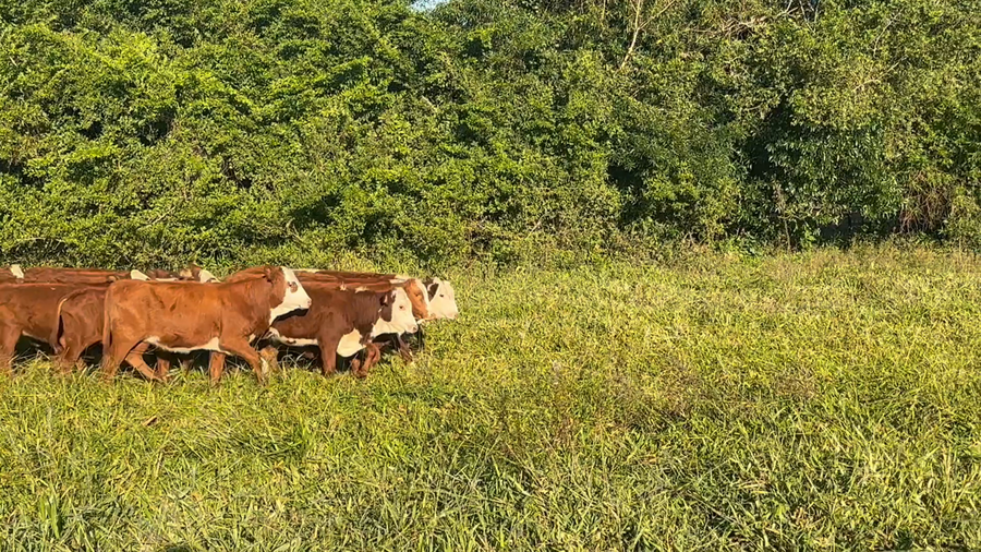 Lote 150 Terneras