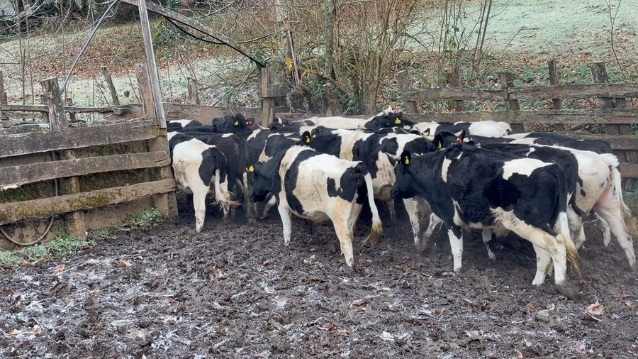 Lote 20 Novillo Engorda en Paillaco, XIV Región Los Ríos