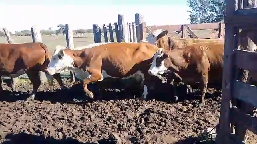 Lote 81 Vacas usadas preñadas