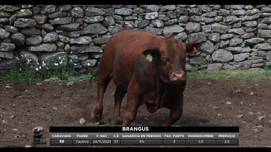 Lote 3 Toros a remate en San Carlos y La Magdalena, Artigas