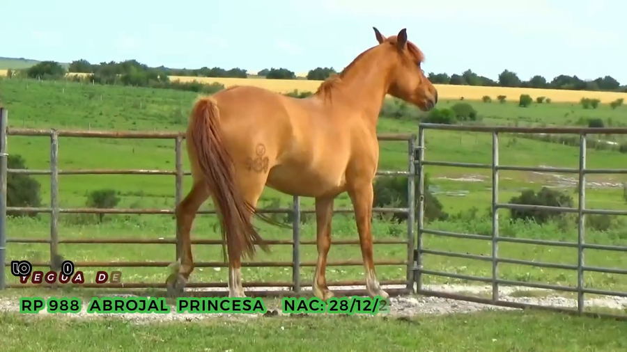 Lote Abrojal Princesa