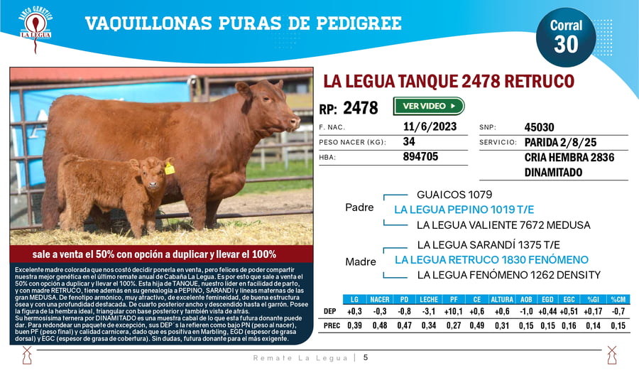 Lote VAQUILLONAS ANGUS  PP