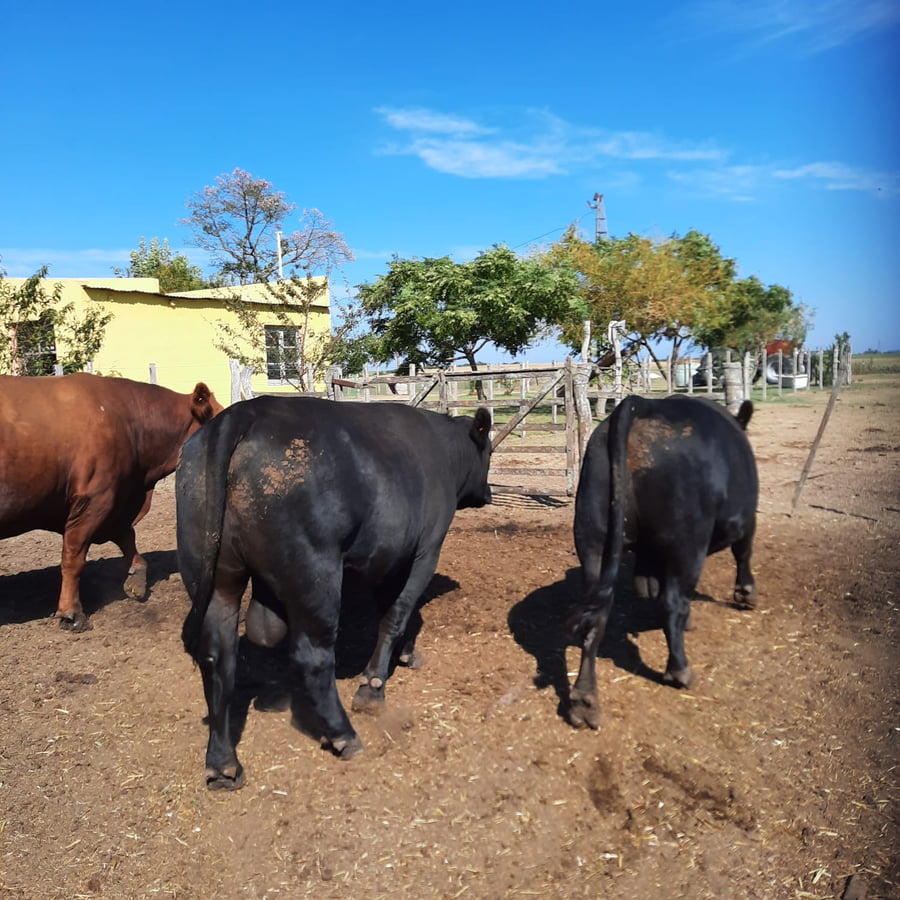 Lote Toros Angus Buen Origen