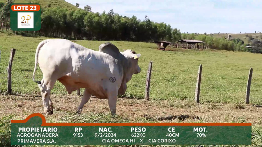 Lote 2P PRIMAVERA
