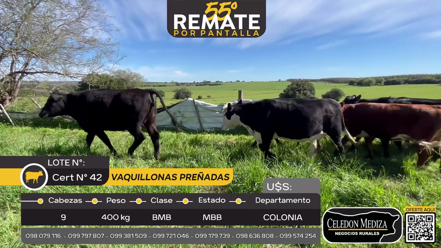 Lote 9 Vaquillonas preñadas a 4 km de Rosario, Colonia