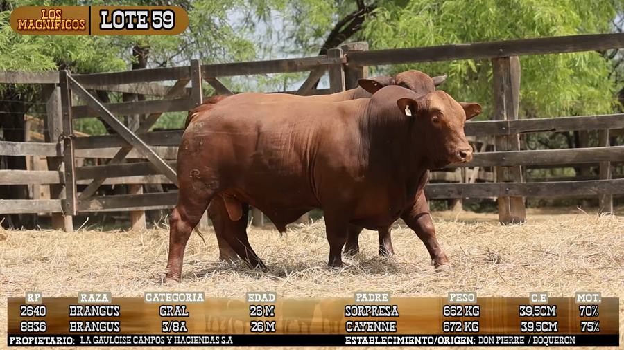 Lote LOTE 59 - VIVO