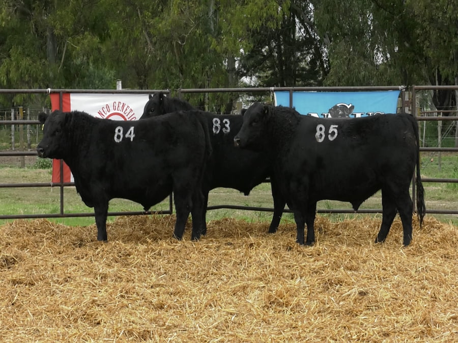 Lote TOROS ANGUS NEGROS PC