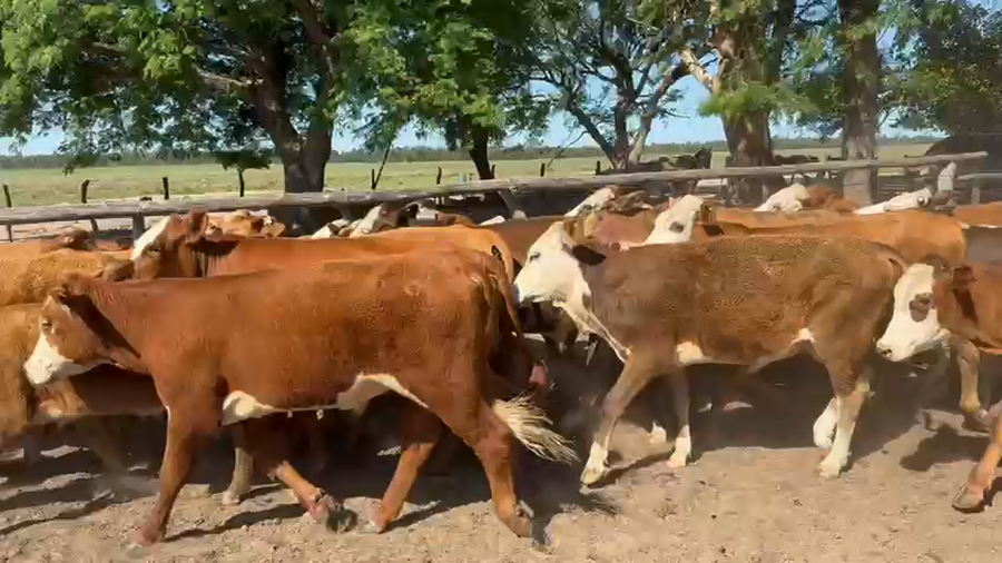 Lote 70 Novillitos