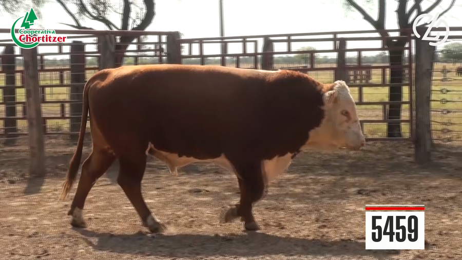 Lote Hereford