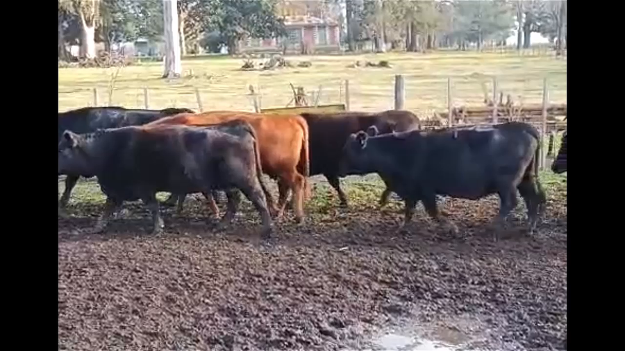 Lote 32 Vacas preñadas en Buenos Aires