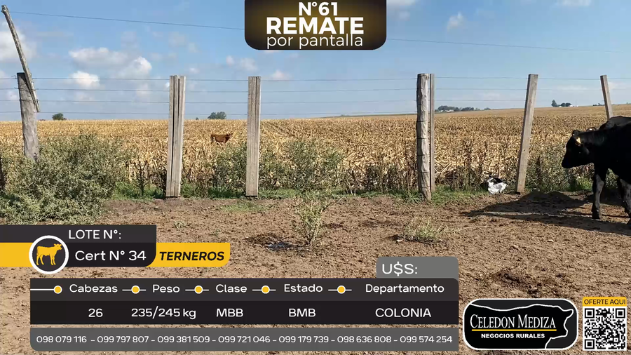 Lote 26 Terneros en La Horqueta, Colonia