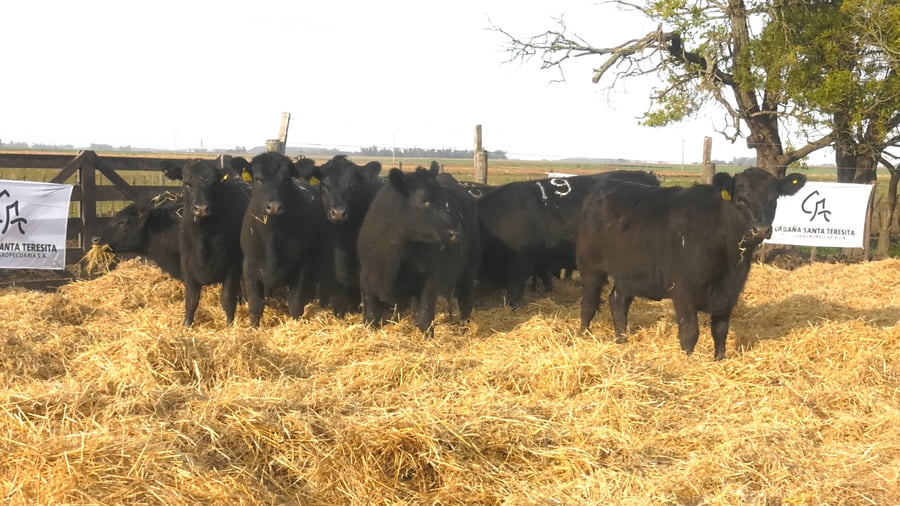 Lote Vaquillonas Negras Preñadas
