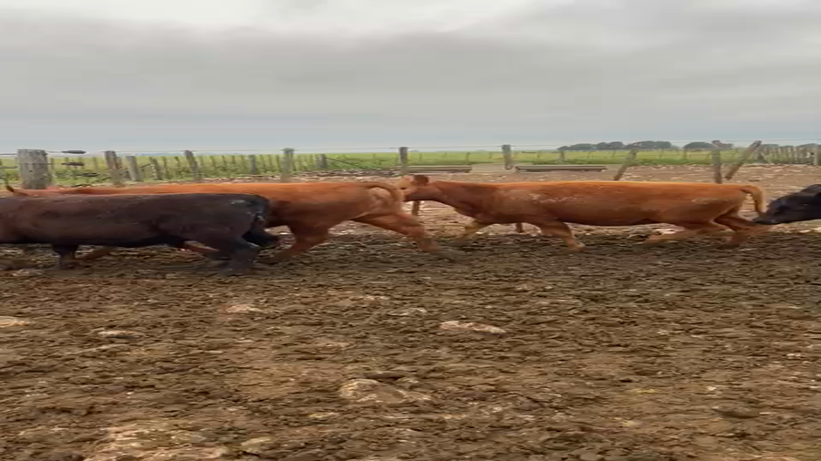 Lote 44 Terneras en Coronel Suarez, Buenos Aires