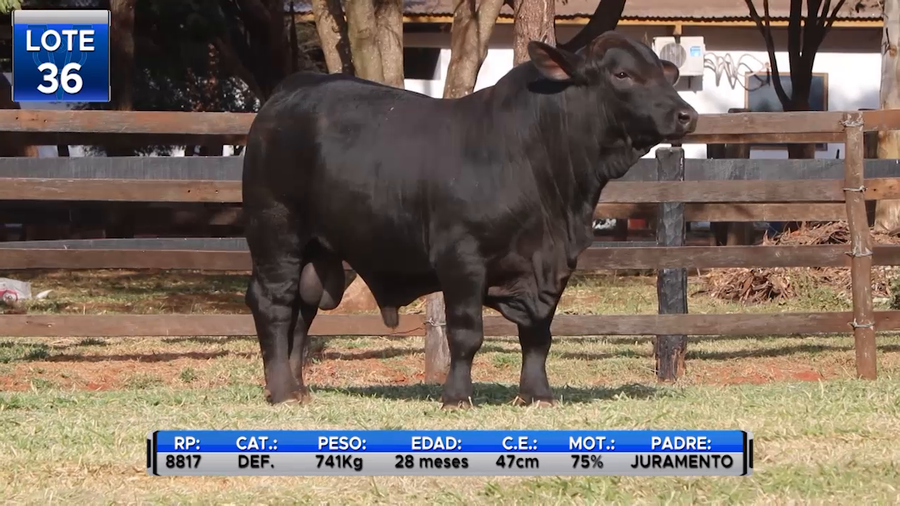 Lote TOROS BRANGUS  -LOTE 36
