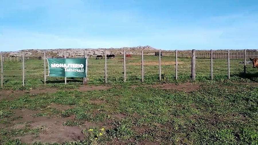 Lote 69 Terneras en Olavarría