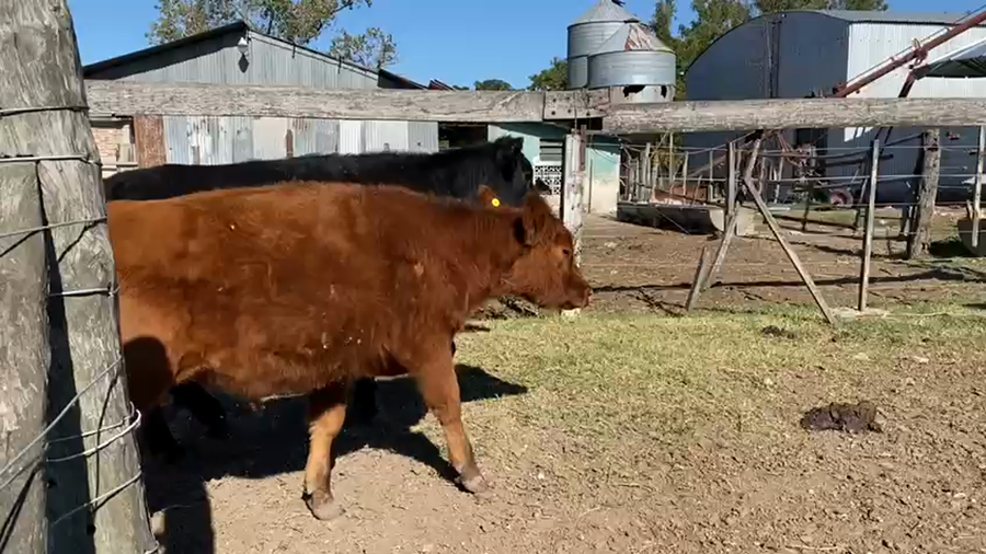 Lote 40 Terneros/as en Gral. Las Heras, Buenos Aires